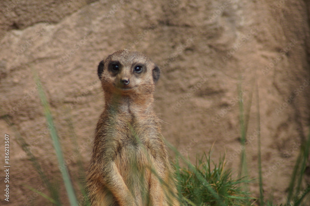 Erdmännchen Erdmännchen