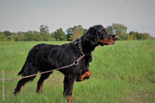 Photos Gordon Setter points