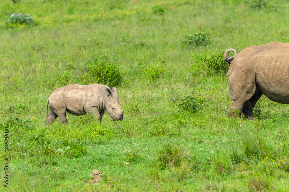 Naklejka premium Rhino Calf Wildlife Animals