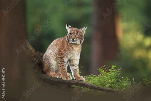 The wild nature of Europe. Beautiful nature of Czech. Photo was taken in the Czech Republic. Occurrence is in the whole of Europe.
