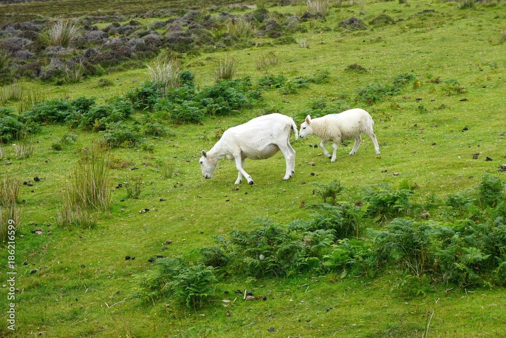 Grazing sheep on a rocky hillside in Scotland Grazing sheep on a rocky hillside in Scotland