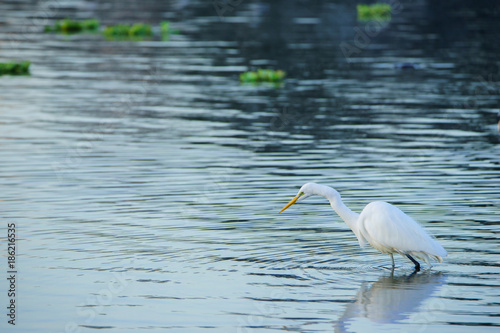 水の中の魚を狙う鳥 © iuran