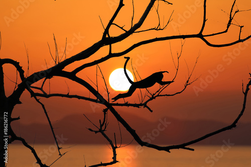 Photography Silhouette monkey jump on the leafless trees and red sky sunset