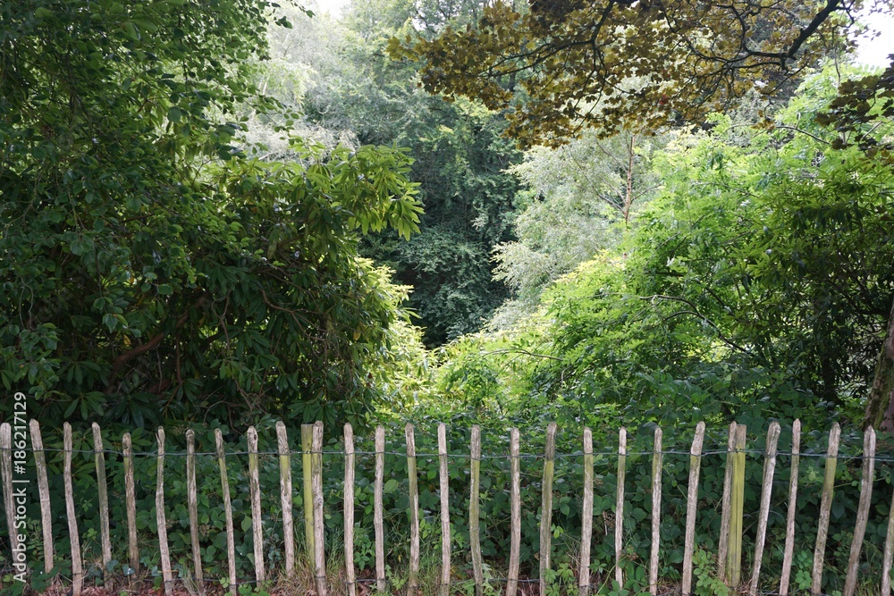 Rustic garden fence with colorful green foliage Rustic garden fence with colorful green foliage