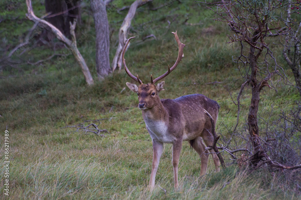 Fototapeta premium male deer