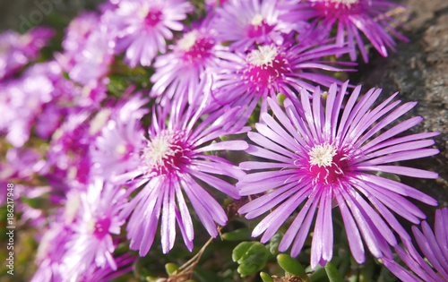 The closeup of violet purple blossom flowers 