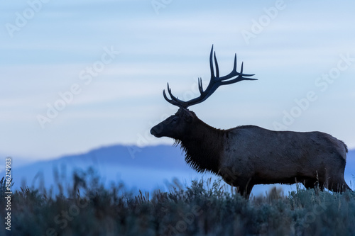 Bull Elk in Wyoming During the Fall Rut