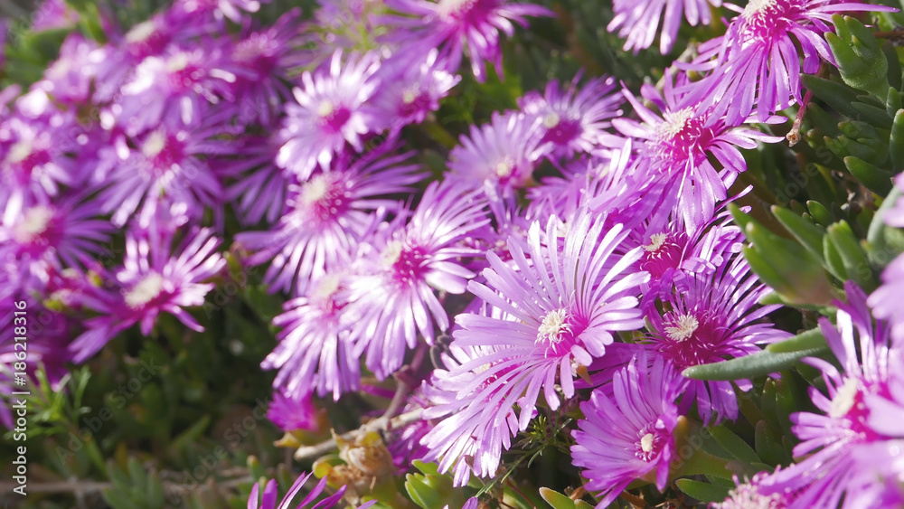 The closeup of violet purple blossom flowers 