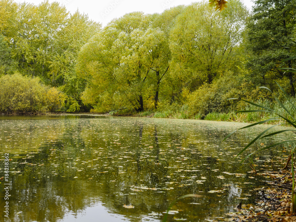 Fototapeta premium autumn pond