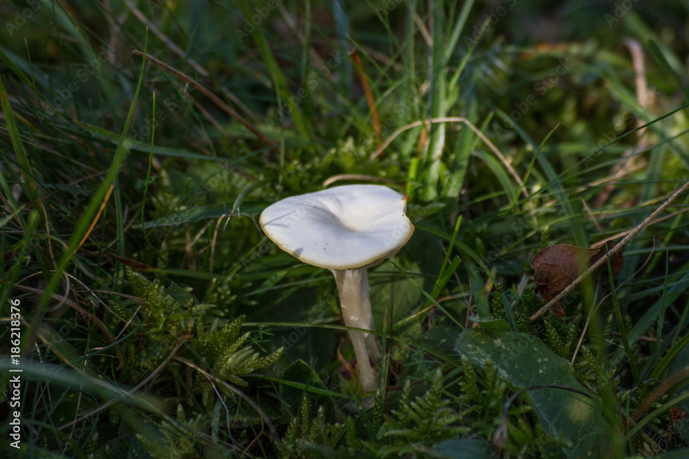 mushroom mushroom