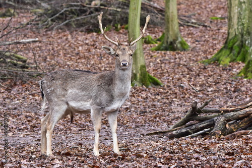 Fototapeta Naklejka Na Ścianę i Meble -  fallow deer (Dama dama) is a ruminant mammal belonging to the family Cervidae