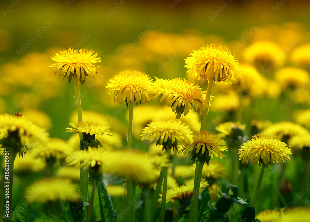 beautiful bright yellow dandelion flowers grow on a spring Sunny meadow beautiful bright yellow dandelion flowers grow on a spring Sunny meadow
