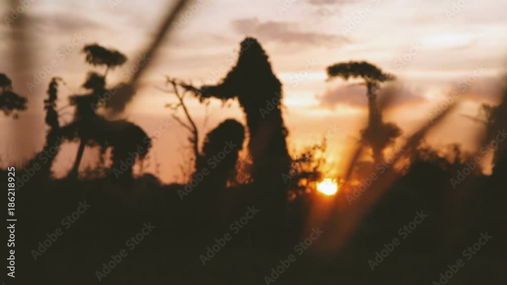 Gorgeous sunset cloudscape on Phuket island. Bottom view through grass. Thailand. Gorgeous sunset cloudscape on Phuket island. Bottom view through grass. Thailand.