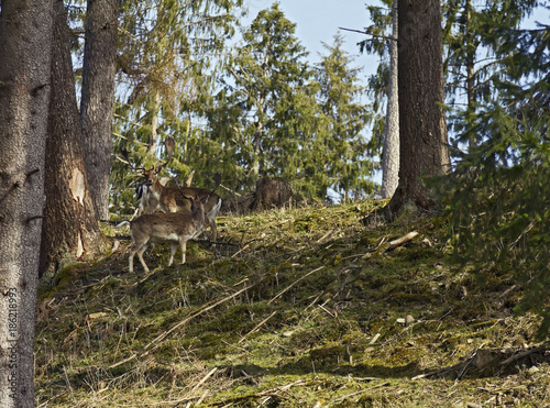 Fallow deers in Rosegg Wildpark