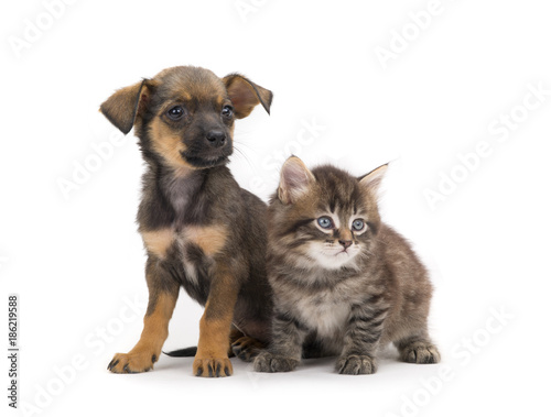 kitten and puppy © fotomaster