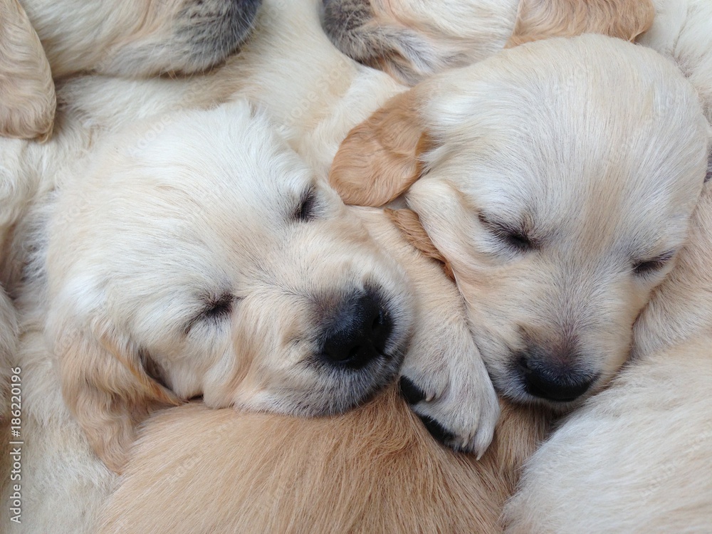 Golden Retriever Golden Retriever