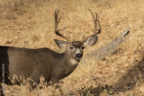 Mule Deer Buck