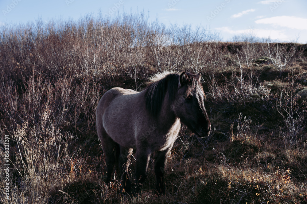 Isländisches Pferd Isländisches Pferd