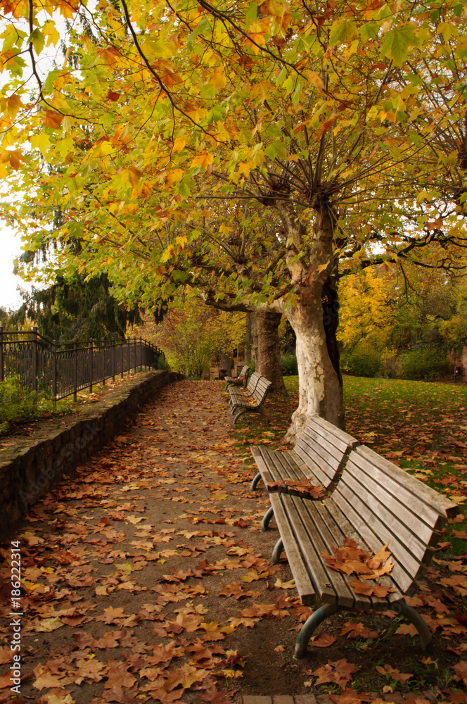 Park, path and benches in the autumn