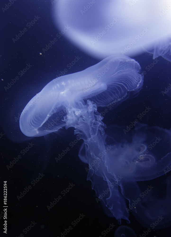 Fototapeta premium Jelly Fish