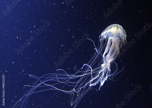Tableau sur toile jellyfish