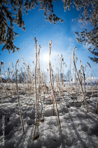 Gefrorene Gräser im Winter, Eiskristalle, Froschperspektive