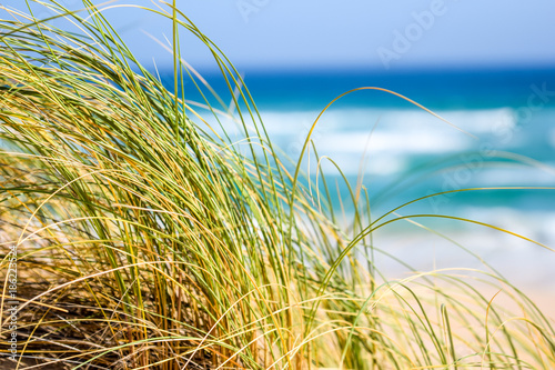 Close up of green reet grass moving in the wind with the ocean, beach and waves in the background  at Oyster Bay, South Africa.  photo