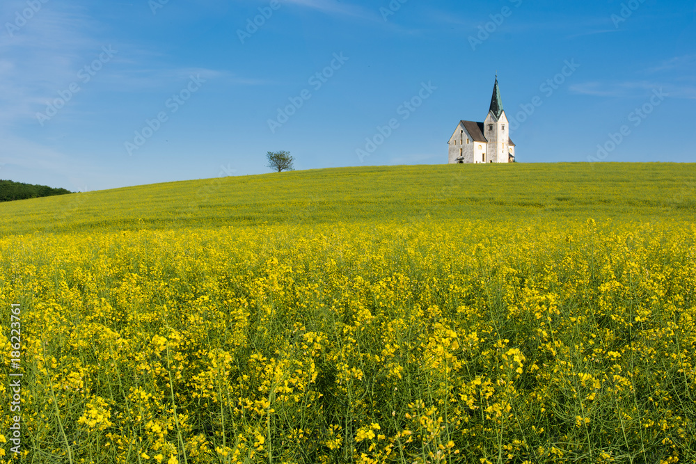 Rapeseed field with catholic church and a tree in Slovenia.