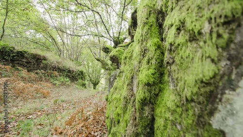 Time lapse Bosque gallego