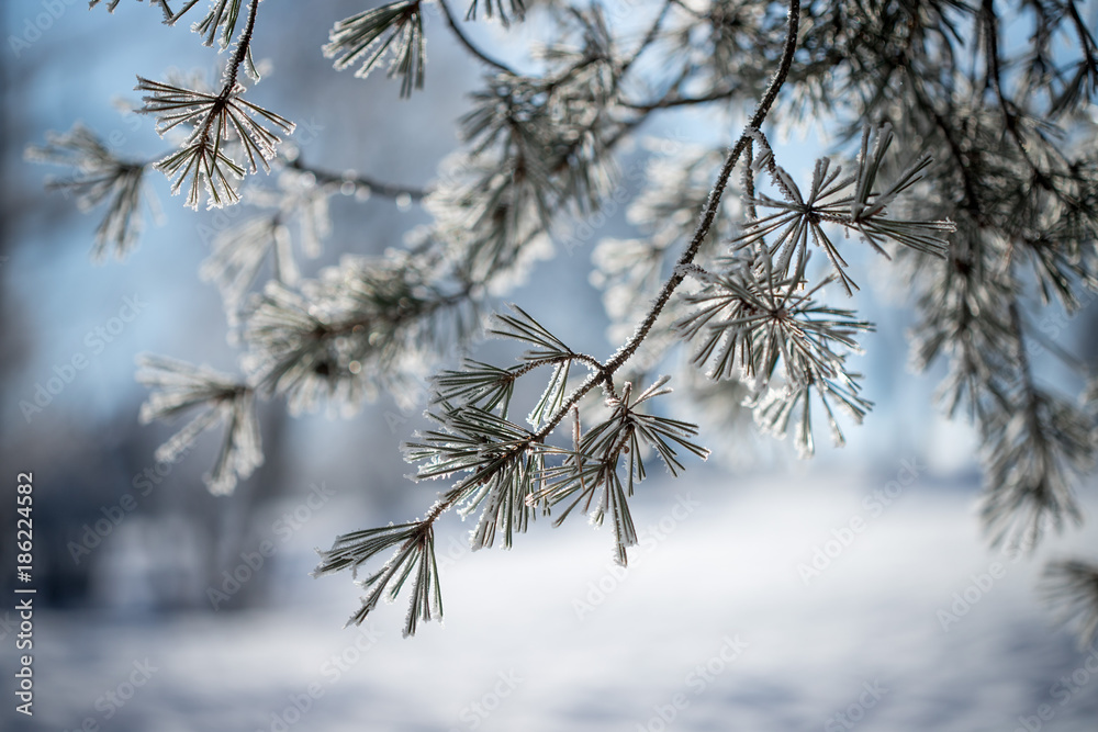 Mit Schnee bedeckte Kiefernnadeln, Nahaufnahme in der Morgensonne Mit Schnee bedeckte Kiefernnadeln, Nahaufnahme in der Morgensonne