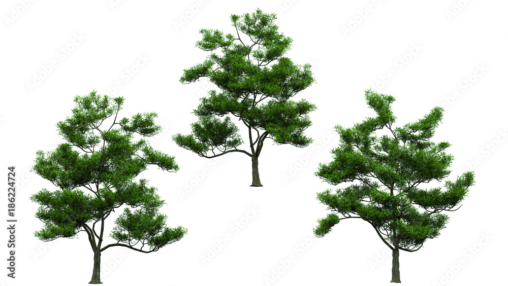 Fototapeta premium Isolated trees on white background , The collection of trees.beatiful autumnal colors, 3D rendering