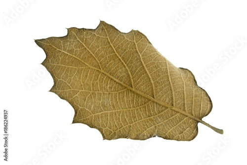 botany leaf dry on white background