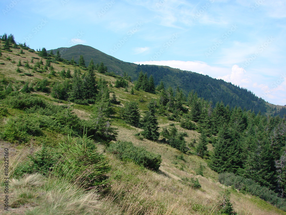 The wild vegetation of the Ukrainian Carpathians on the slopes of the mountains. The wild vegetation of the Ukrainian Carpathians on the slopes of the mountains.