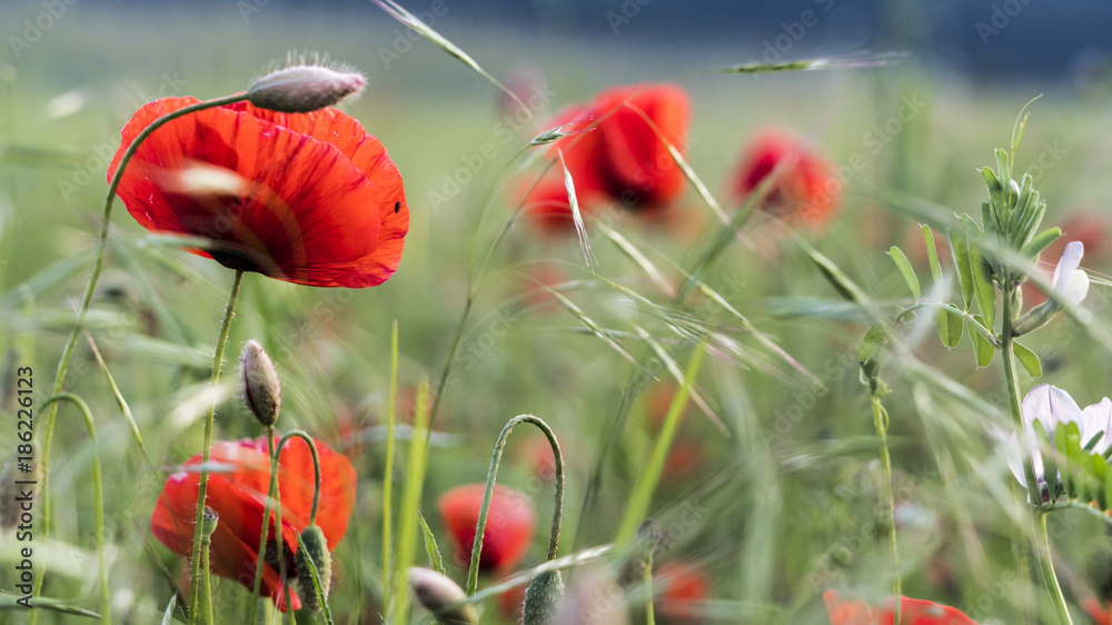 Naklejka premium poppy fields in summer
