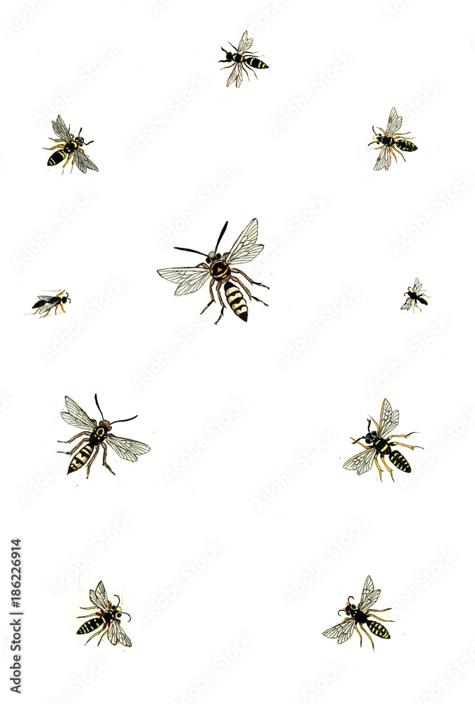 Illustration wasps, bees and bumblebees. Illustration wasps, bees and bumblebees.