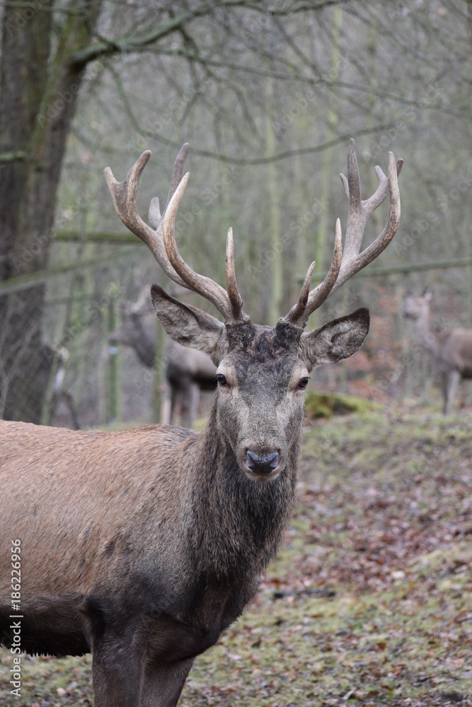 Closeup of a majestic brown stag in a forest in Germany