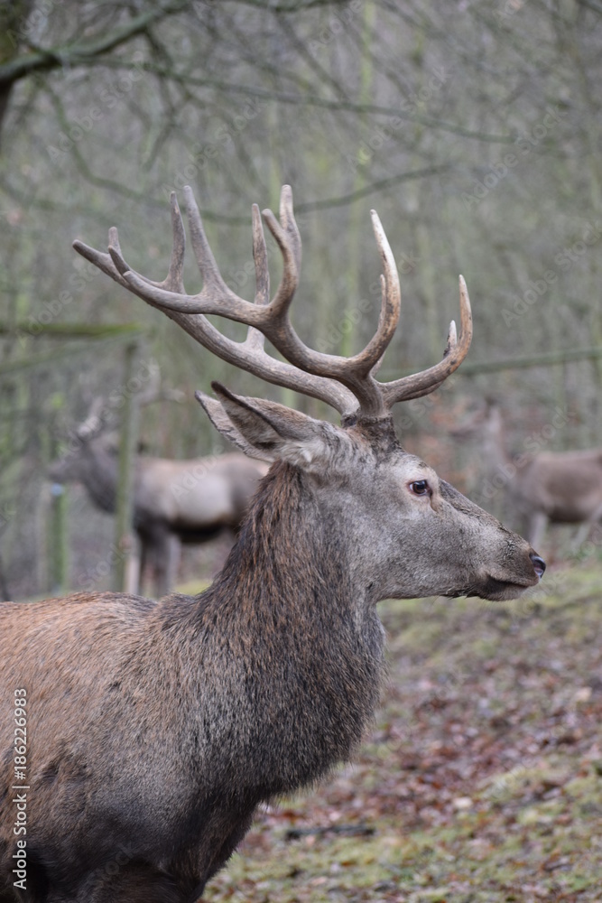 Closeup of a majestic brown stag in a forest in Germany