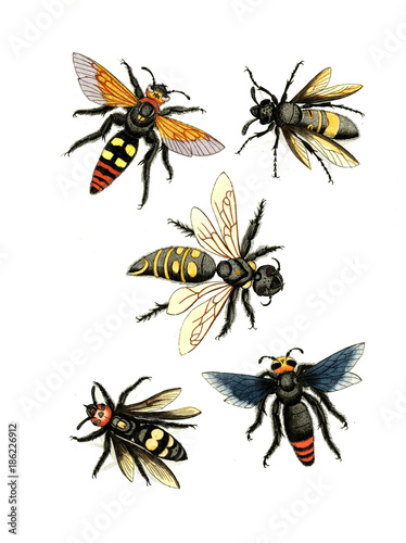 Illustration wasps  bees and bumblebees.