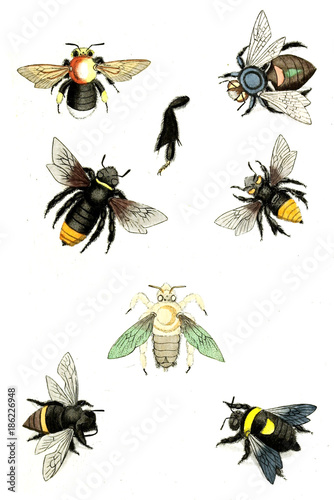 Illustration wasps, bees and bumblebees. © ruskpp