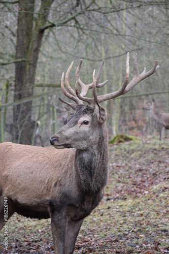 Closeup of a majestic brown stag in a forest in Germany
