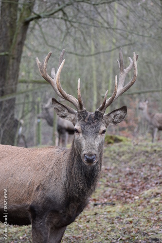 Closeup of a majestic brown stag in a forest in Germany