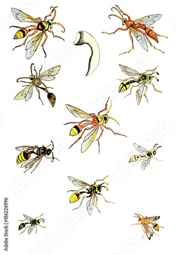 Illustration wasps, bees and bumblebees. © ruskpp