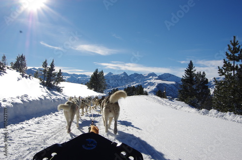 chien de traineau photo