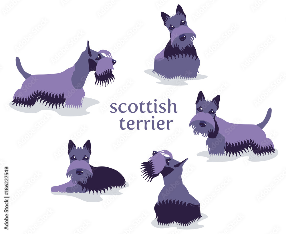 Vector illustration of Scottish Terrier in different poses isolated on white background.