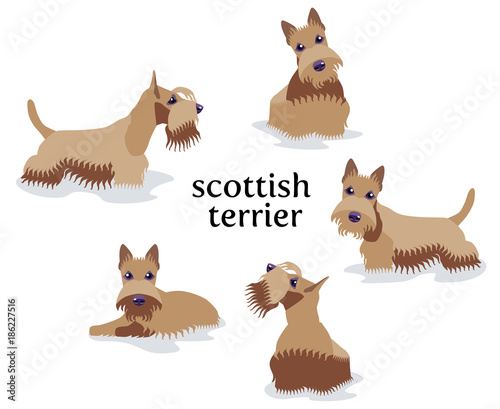 Vector illustration of Scottish Terrier in different poses isolated on white background.