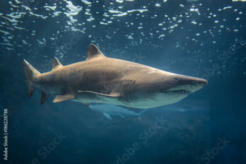 Bull Shark, Crete Aquarium.