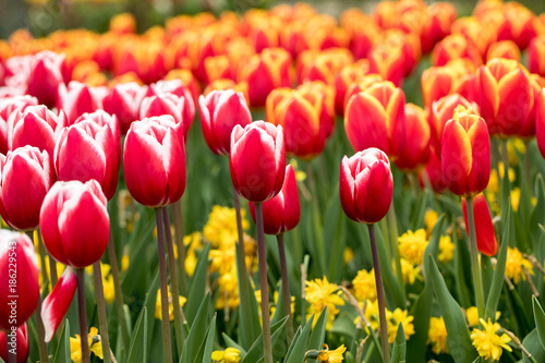 colorful tulips and daffodils  blooming in a garden photo