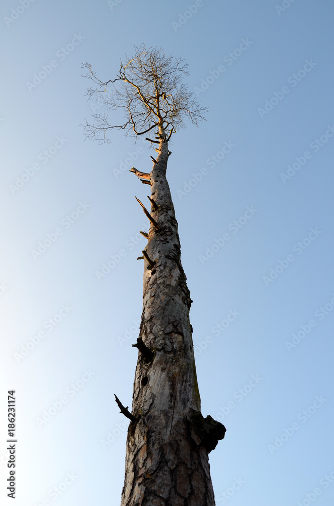 High and without the most branches of a tree against the sky