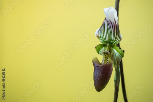 The Orchid close up.