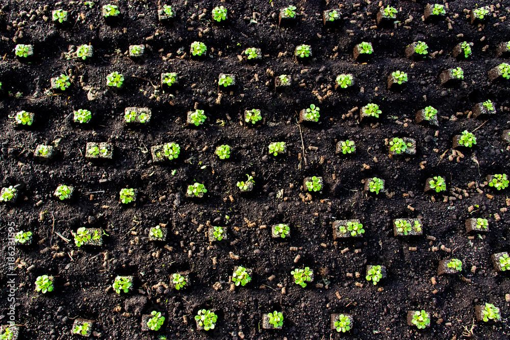 Feldsalat Setzlinge wachsen im Beet weiter StockFoto Adobe Stock